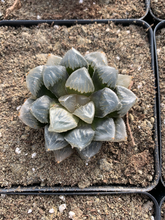 Load image into Gallery viewer, Haworthia Obtuse hyb. ((stressed in dark color) - April Farm/Rare Succulents