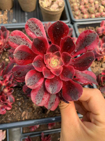 Rare Succulent - 2024 Aeonium Medusa double heads