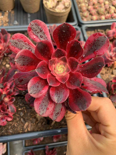 aeonium succulents for sale Aeonium Medusa