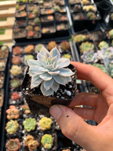 Load image into Gallery viewer, Echeveria Subsessilis variegated 2'' cutting - April Farm/Rare Succulents
