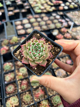 Load image into Gallery viewer, Rare Succulents - Echeveria Black Zaragosa