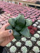 Load image into Gallery viewer, Haworthia Comptoniana Gobanrou - April Farm/Rare Succulents