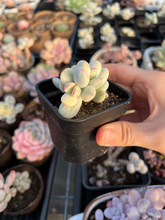 Load image into Gallery viewer, Rounded cotyledon orbiculata varigated small cluster - April Farm/Rare Succulents