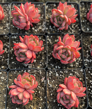 Load image into Gallery viewer, Echeveria Madonna - April Farm/Rare Succulents