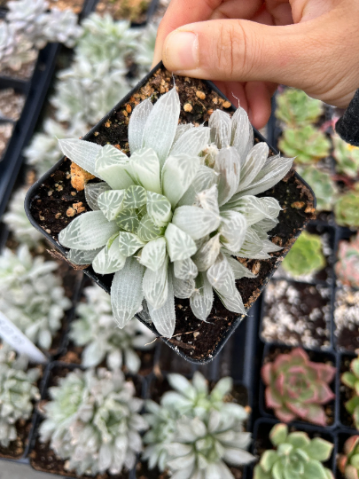 haworthia cooperi variegata Haworthia cooperi cv. variegata Crystal “White Spots” cluster