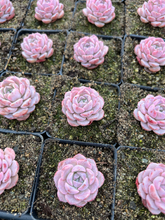 Load image into Gallery viewer, Echeveria Amazing Grace - April Farm/Rare Succulents