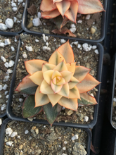 Load image into Gallery viewer, Echeveria 'Monocerotis' variegated - April Farm/Rare Succulents