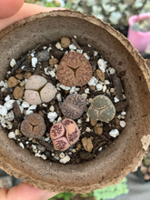 Load image into Gallery viewer, Trithops sp - April Farm/Rare Succulents
