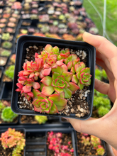 Load image into Gallery viewer, Echeveria Carol crested - April Farm/Rare Succulents