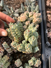 Load image into Gallery viewer, Crassula Deceptor - April Farm/Rare Succulents