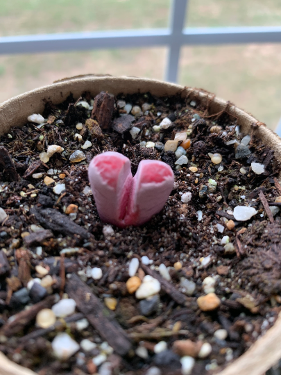 succulent lithops Lithops optica 'Rubra'