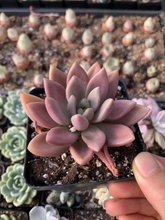 Load image into Gallery viewer, Graptoveria Ruby Donna - April Farm/Rare Succulents