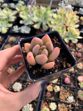 Load image into Gallery viewer, Graptoveria Ruby Donna - April Farm/Rare Succulents