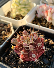 Load image into Gallery viewer, Cactus black dumshi - April Farm/Rare Succulents