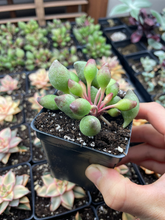 Load image into Gallery viewer, Adromischus cristatus 'indian clubs' - April Farm/Rare Succulents