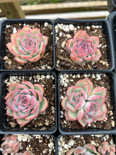 Load image into Gallery viewer, Echeveria "France Rose" single head - April Farm/Rare Succulents