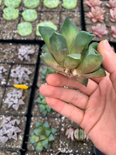 Load image into Gallery viewer, Haworthia Bayeri "Vein" (green) - April Farm/Rare Succulents