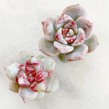 Load image into Gallery viewer, Echeveria Trumso - April Farm/Rare Succulents