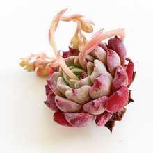 Load image into Gallery viewer, Echeveria Sarahime - April Farm/Rare Succulents