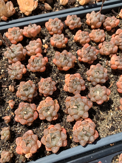 succulent oa Haworthia var. Pink Obtusa (pup)
