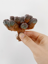 Load image into Gallery viewer, Euphorbia Pseudoglobosa hybrid - April Farm/Rare Succulents