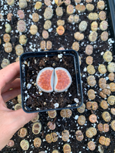 Load image into Gallery viewer, Rare Succulent - Large Lithops sp
