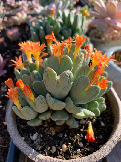 conophytum succulent Conophytum Bilobum large cluster