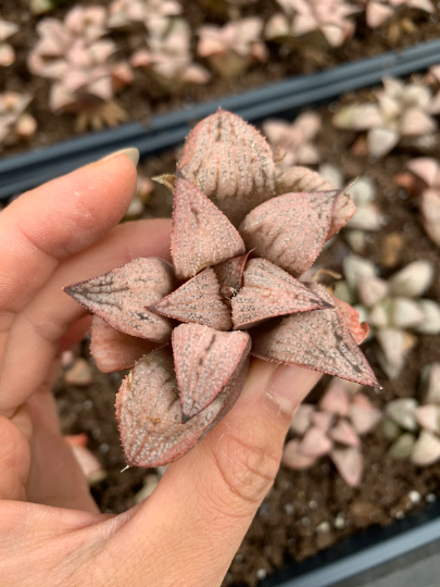 haworthia rare succulents Haworthia pink mutica var. ssp