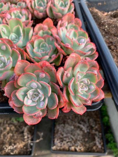 Echeveria Raindrops frills - April Farm/Rare Succulents