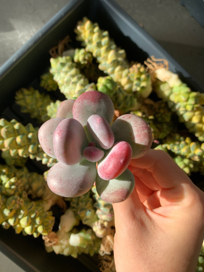 european succulents Pachyphytum European Beauty