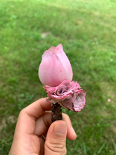 Load image into Gallery viewer, Aeonium Aurea ex El Hierro 'Pink Mountain Rose' Greenovia(green in winter and pink in summer) - April Farm/Rare Succulents