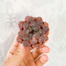 Load image into Gallery viewer, Haworthia Obtusa pink/purple - April Farm/Rare Succulents