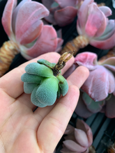 Load image into Gallery viewer, Crassula Tecta - April Farm/Rare Succulents