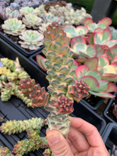 Load image into Gallery viewer, Euphorbia RichEye Gold - April Farm/Rare Succulents