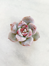 Load image into Gallery viewer, Echeveria Trumso - April Farm/Rare Succulents