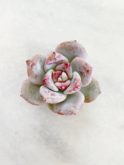 echeveria classic french trnusers サイズ2 echeveria classic french trnusers