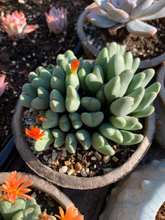 Load image into Gallery viewer, Conophytum Bilobum large cluster - April Farm/Rare Succulents