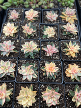 Load image into Gallery viewer, Echeveria 'Monocerotis' variegated - April Farm/Rare Succulents