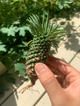 Load image into Gallery viewer, Euphorbia hypogaea (pineapple)- April Farm/Rare Succulents