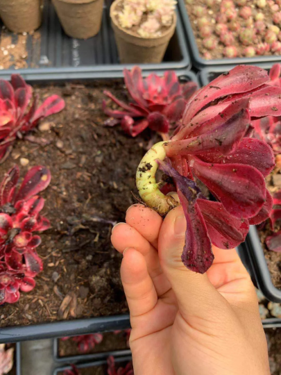 medusa succulent for sale Aeonium Medusa