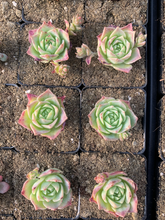 Load image into Gallery viewer, Graptoveria 'Jadeíta' - April Farm/Rare Succulents