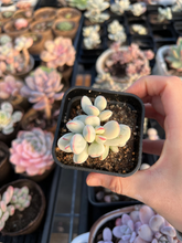 Load image into Gallery viewer, Rounded cotyledon orbiculata varigated small cluster - April Farm/Rare Succulents