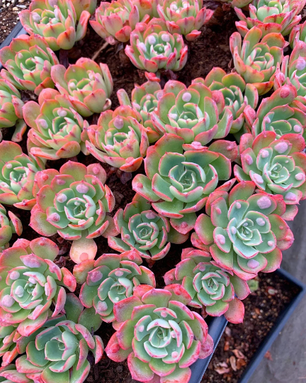 succulent raindrops Echeveria Raindrops frills