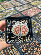 Load image into Gallery viewer, Rare Succulent - Large Lithops sp
