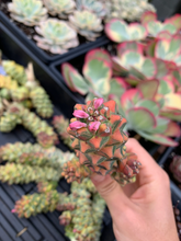 Load image into Gallery viewer, Euphorbia RichEye Gold - April Farm/Rare Succulents