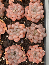 Load image into Gallery viewer, Haworthia Obtusa pink/purple - April Farm/Rare Succulents