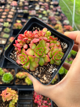 Load image into Gallery viewer, Echeveria Carol crested - April Farm/Rare Succulents