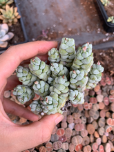 Load image into Gallery viewer, Crassula Deceptor - April Farm/Rare Succulents
