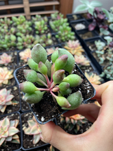 Load image into Gallery viewer, Adromischus cristatus 'indian clubs' - April Farm/Rare Succulents