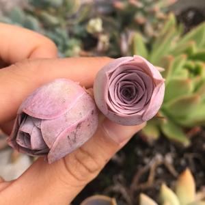 Aeonium Aurea ex El Hierro 'Pink Mountain Rose' Greenovia(green in winter and pink in summer) - April Farm/Rare Succulents